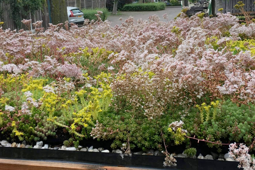 Fietsenstalling met groen dak