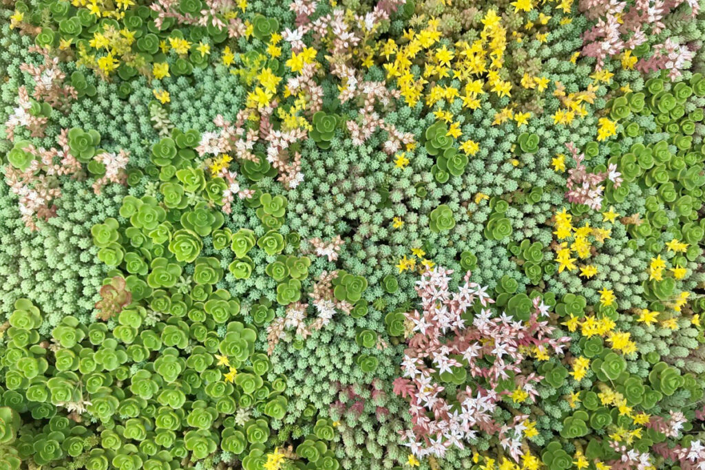 Fietsenstalling met groen dak