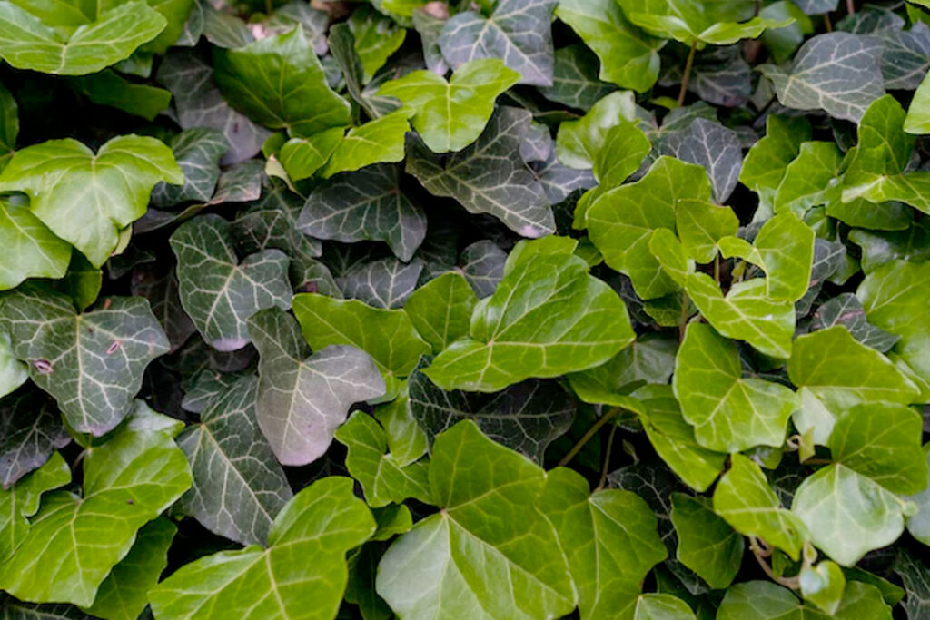 Gaas voor klimplanten