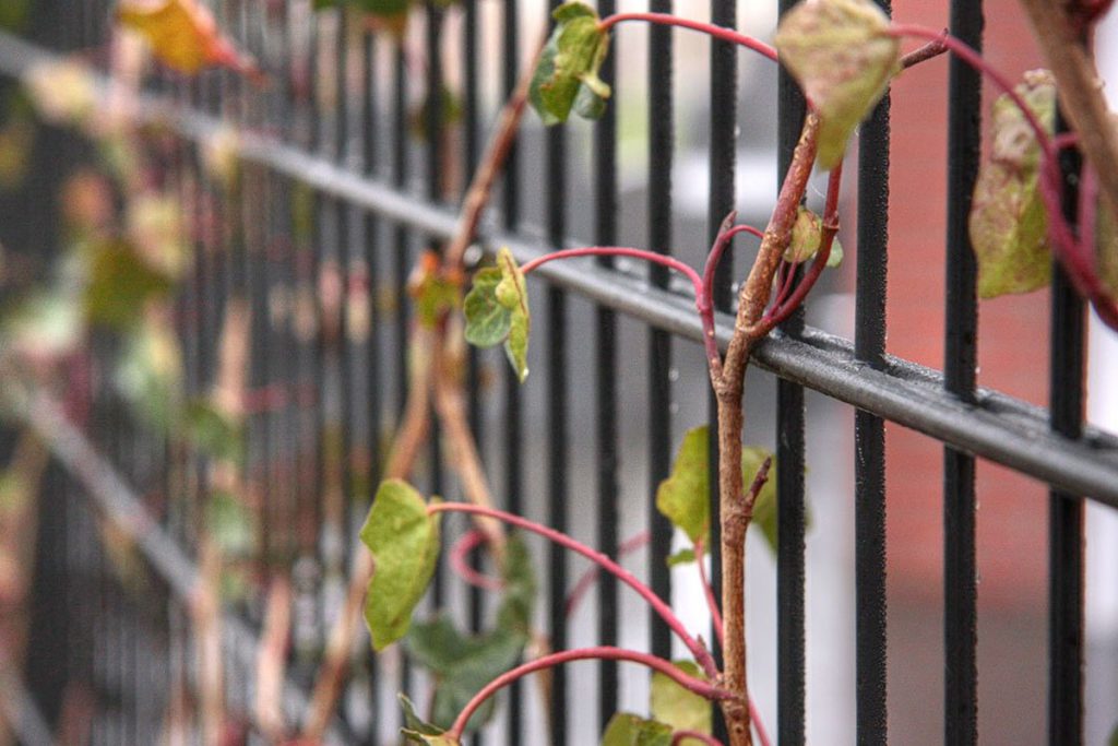 Afrastering Voor Tuin Bedrijfsterrein En Speelvelden