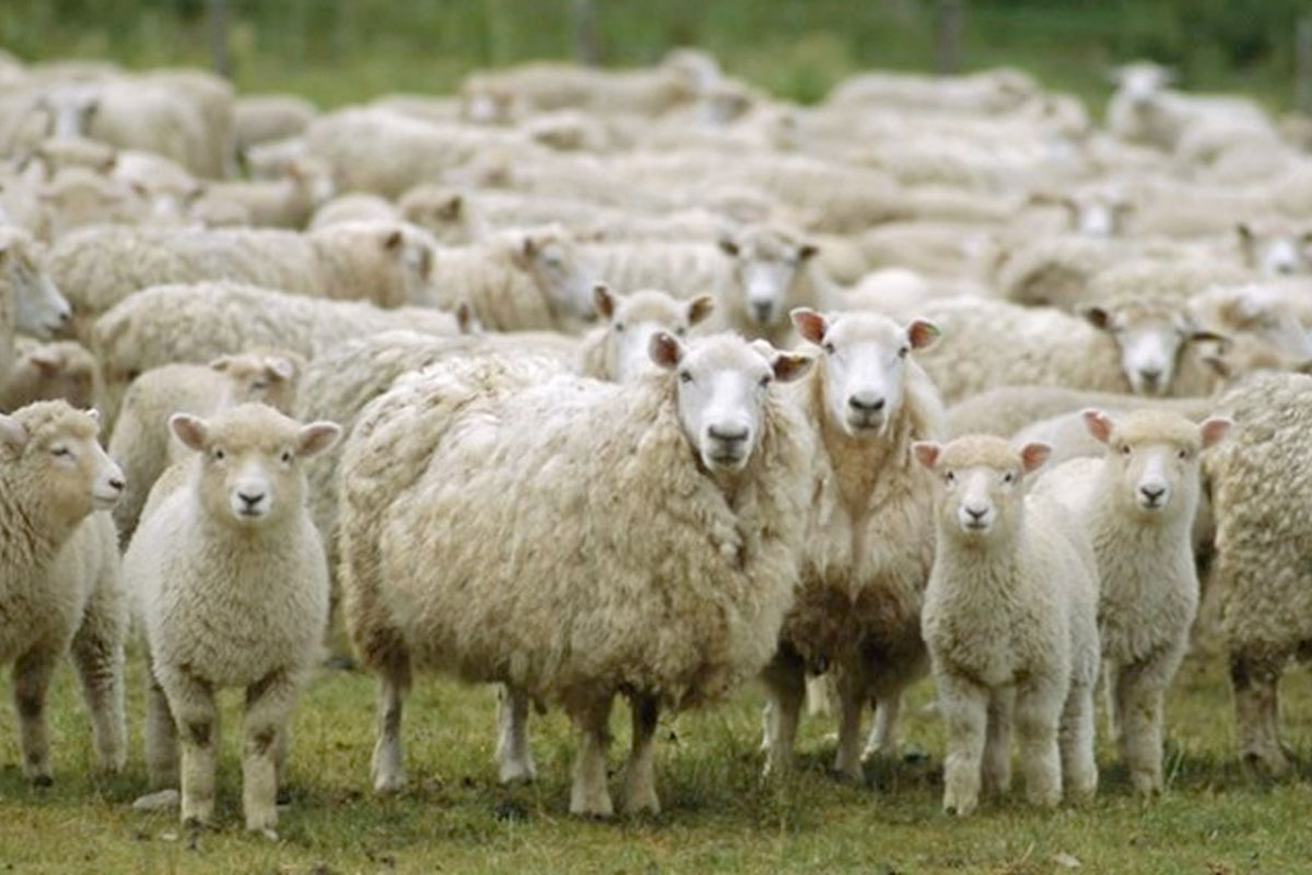 schapengaas kopen