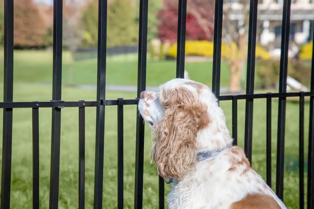 hoe hoog moet een hek zijn voor een hond?
