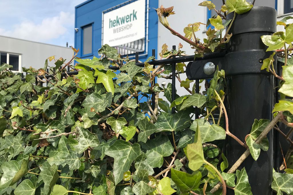 Hedera Tegen Hekwerk Cre Er Een Groene Oase In Je Tuin Afrastering