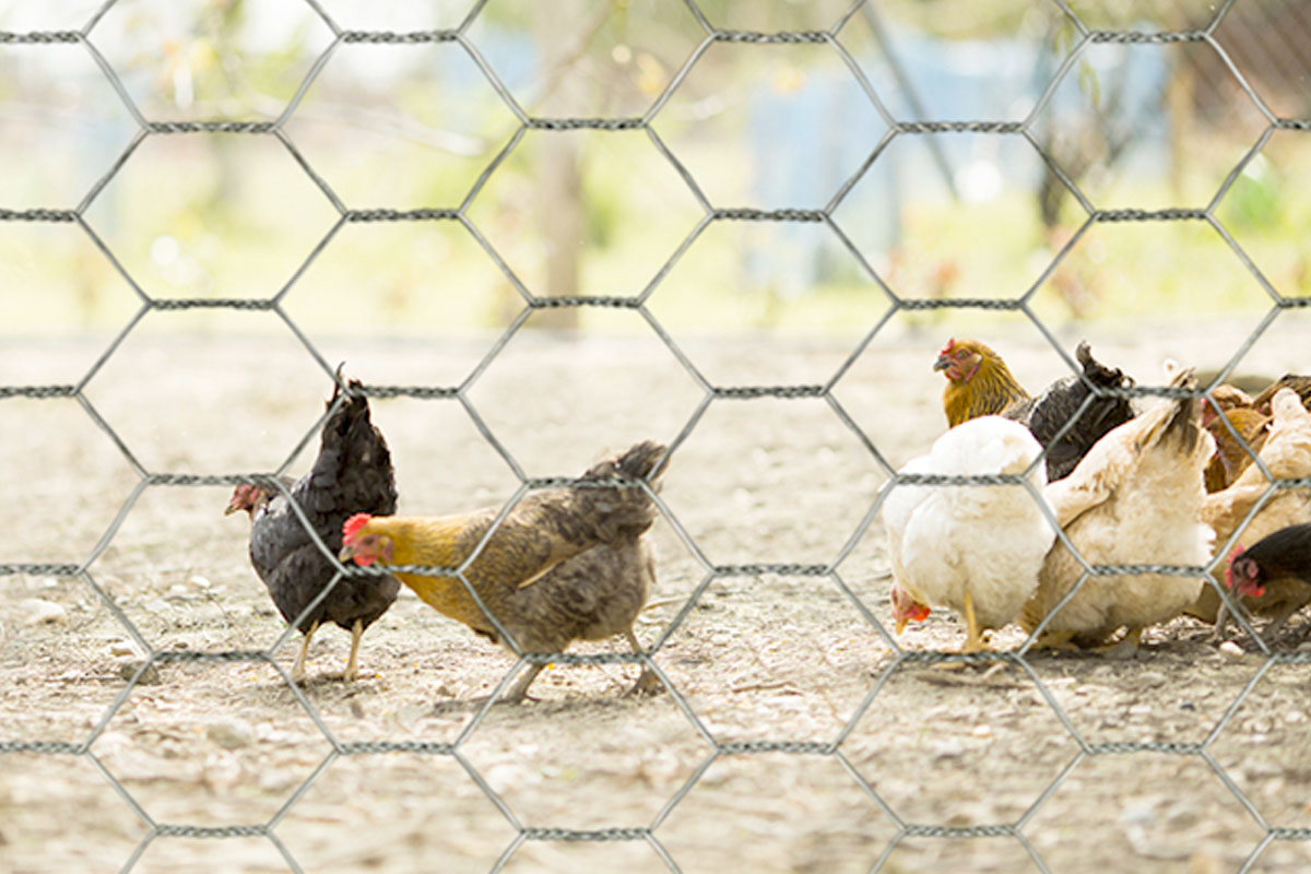 Afrastering voor dieren