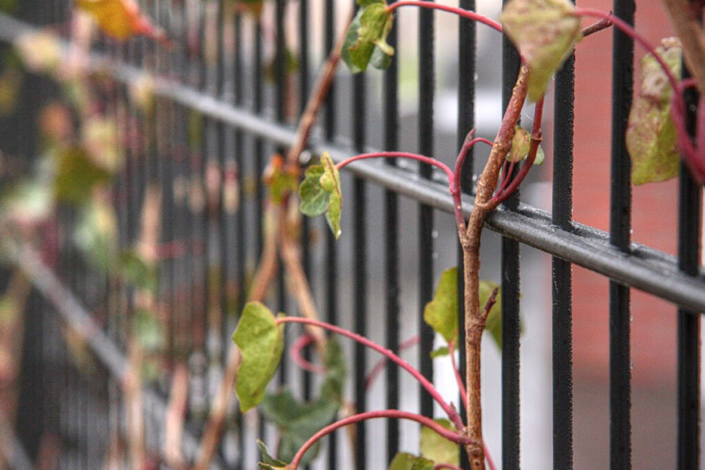 Hekwerk laten plaatsen in Friesland